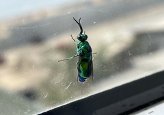 Chrysis lincea