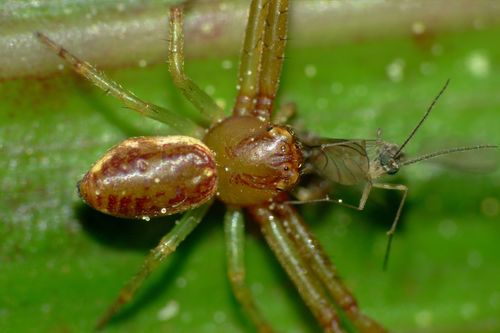 Diaea ambara photo 4
