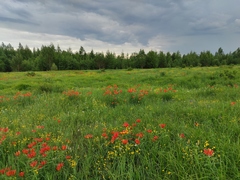 Lilium pensylvanicum