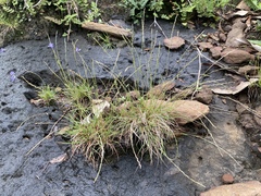 Tripogonella loliiformis