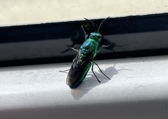 Chrysis lincea
