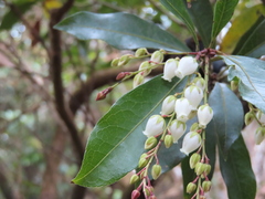 Pieris japonica taiwanensis