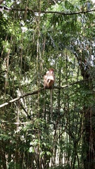 Macaca sinica