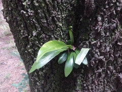 Asplenium australasicum