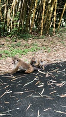 Macaca sinica