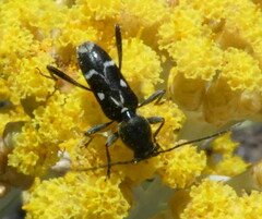 Chlorophorus sartor