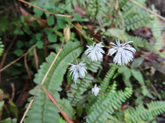 Thalictrum urbainii