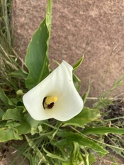 Zantedeschia