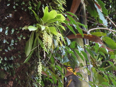 Liparis elliptica