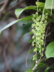 Liparis elliptica