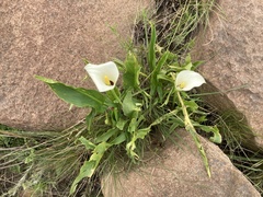 Zantedeschia