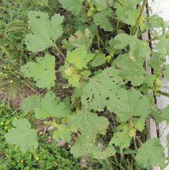 Puccinia xanthii