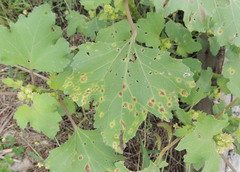 Puccinia xanthii