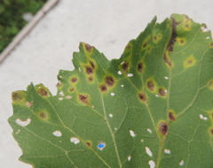 Puccinia xanthii