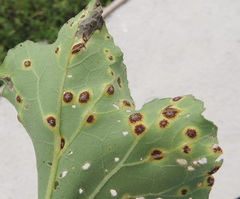 Puccinia xanthii