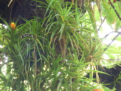 Guzmania angustifolia