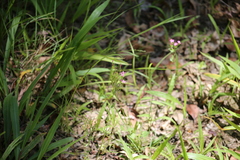Gentianaceae