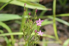 Gentianaceae