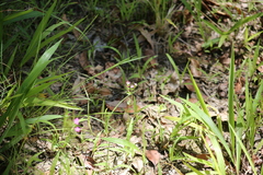 Gentianaceae