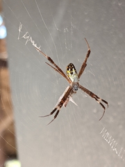 Argiope dang