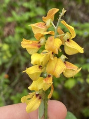 Crotalaria trichotoma
