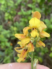 Crotalaria trichotoma