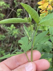 Crotalaria trichotoma