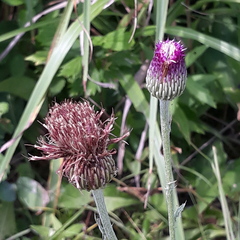 Cirsium vlassovianum