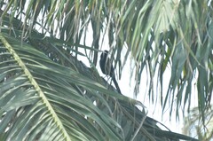 Lamprotornis
