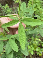 Crotalaria trichotoma