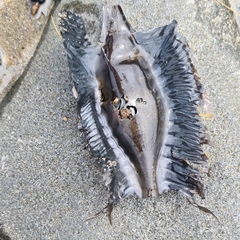 Callorhinchus