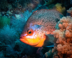 Caesioperca lepidoptera