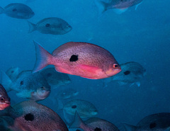 Caesioperca lepidoptera