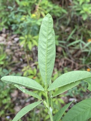 Crotalaria trichotoma