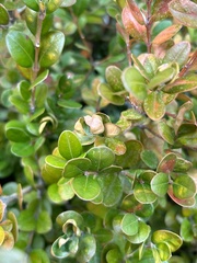 Psylla buxi