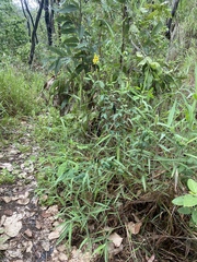 Crotalaria trichotoma