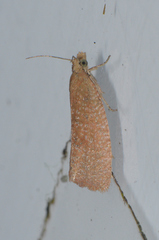 Celypha rufana
