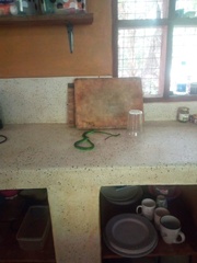 Philothamnus punctatus