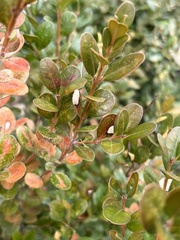 Eurytetranychus buxi