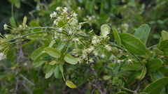 Cynanchum ellipticum