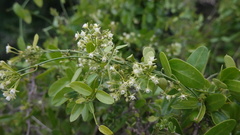 Cynanchum ellipticum