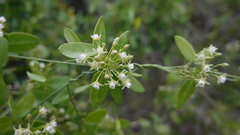 Cynanchum ellipticum