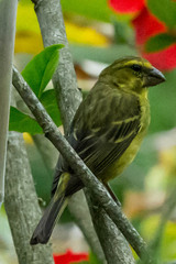 Crithagra sulphurata