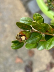 Calonectria pseudonaviculata