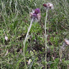 Cirsium maackii