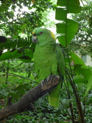 Amazona auropalliata