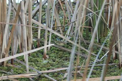 Acrocephalus bistrigiceps