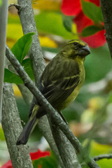 Crithagra sulphurata