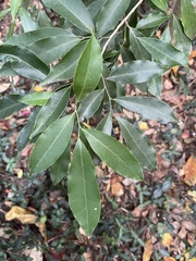 Glycosmis parviflora