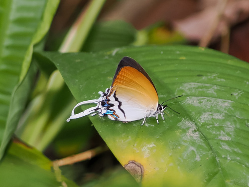 Drupadia cinesoides
